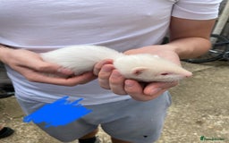 Ferret rodents for sale: Ferrets for sale - Image 2