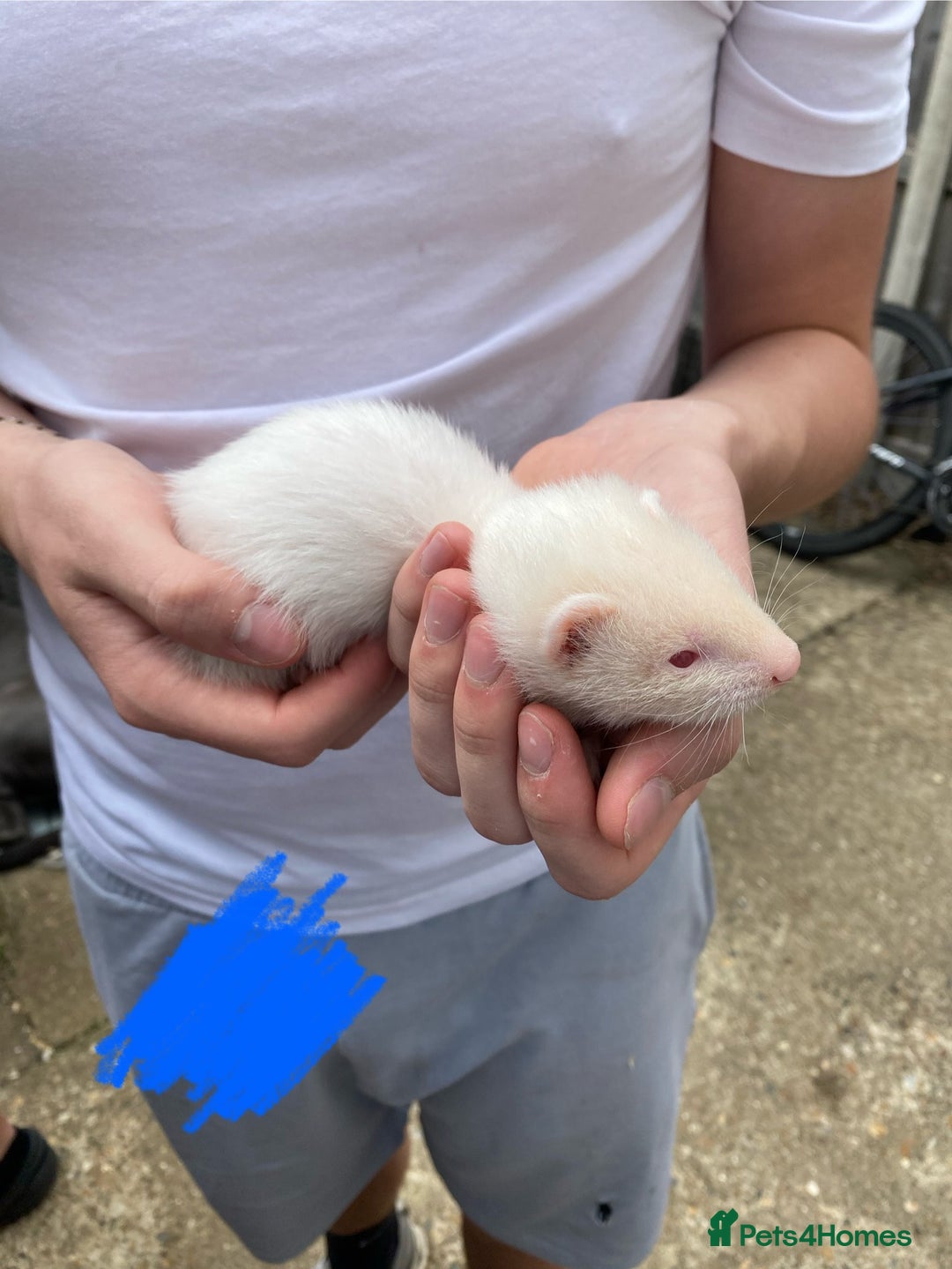 Ferret rodents for sale: Ferrets for sale - Image 2