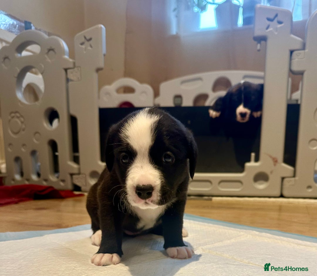 Mixed Breed dogs for sale: Lab- Cane Corso Puppies Looking for Loving Homes - Advert 3