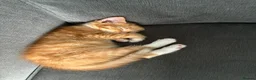 British Longhair cats for sale: Maine coon  mother -  5 half Maine coon kittens  - Advert 3
