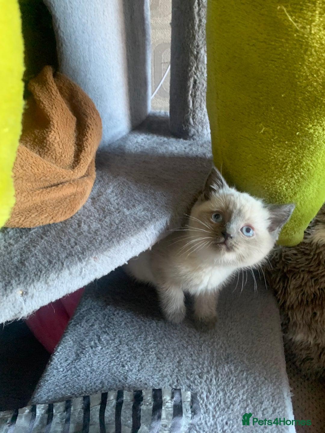 Persian cats for sale: cute 9wk old adorable bundle of joy Persian kitten - Advert 12