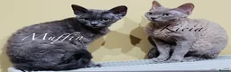 Devon Rex cats for sale: Exceptional FIFe Registered Devon Rex Kittens - Advert 26