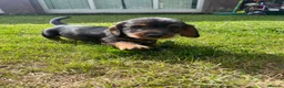 Dachshund dogs for sale: 3 beautiful boy wired haired sausages  - Advert 13