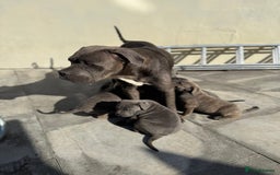 Cane Corso dogs for sale: Champion breed boodline cane corso  - Image 5