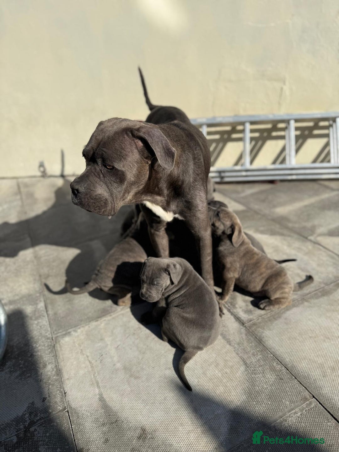 Cane Corso dogs for sale: Champion breed boodline cane corso  - Image 5