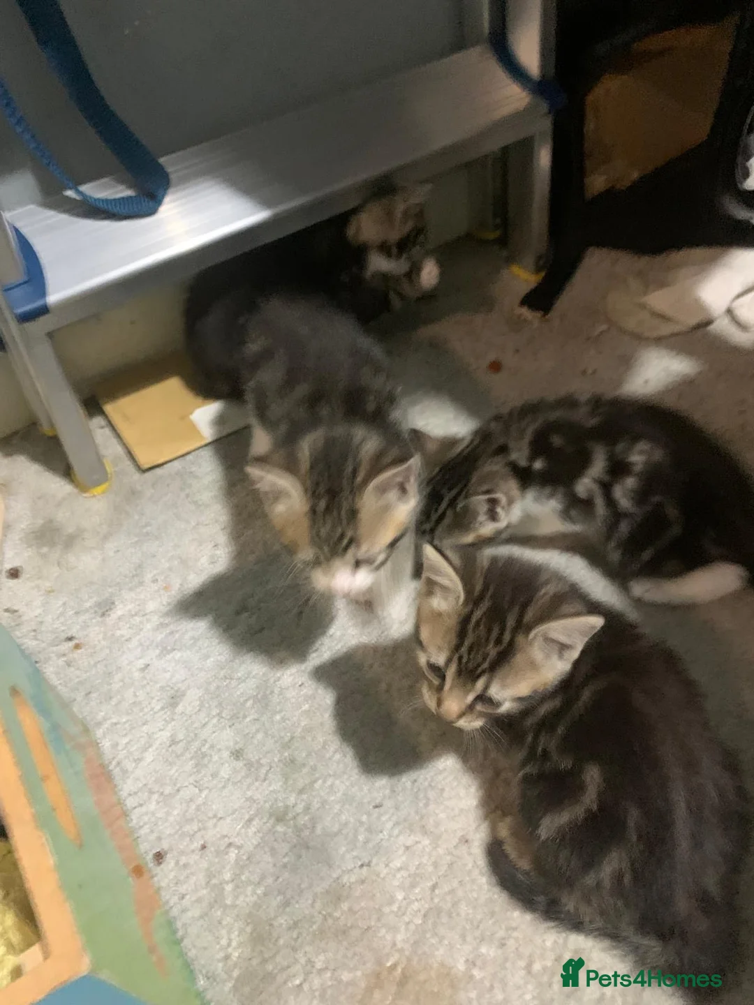 Mixed Breed cats for sale: Kitten ready to go  - Advert 7