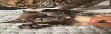 Maine Coon Kitten 3