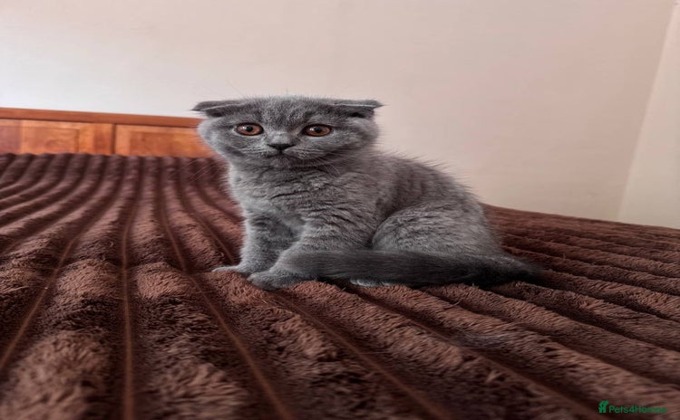 Scottish Fold cats - Advert 1