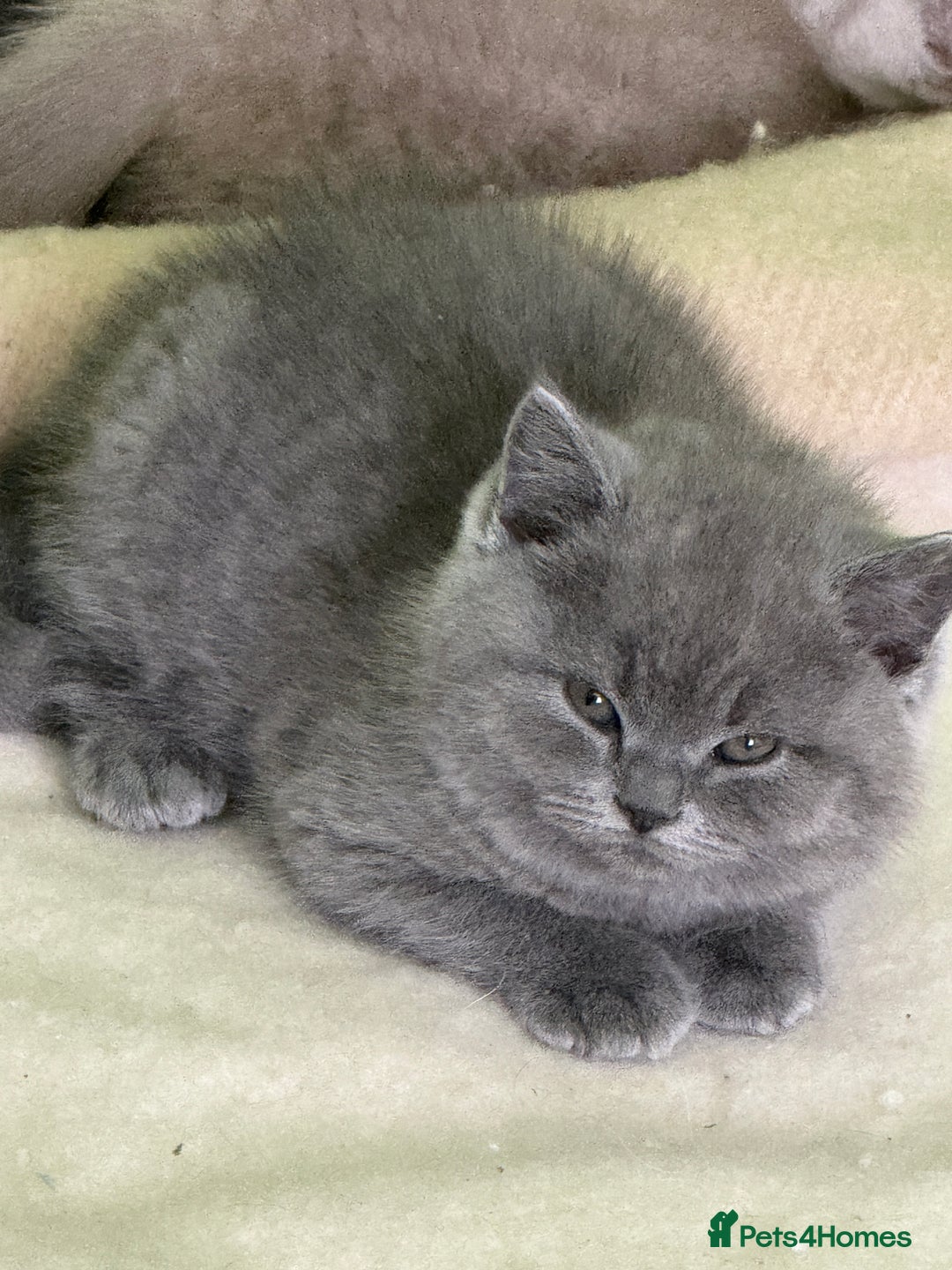 British Shorthair cats for sale: Beautiful British Shorthair kittens - Image 9