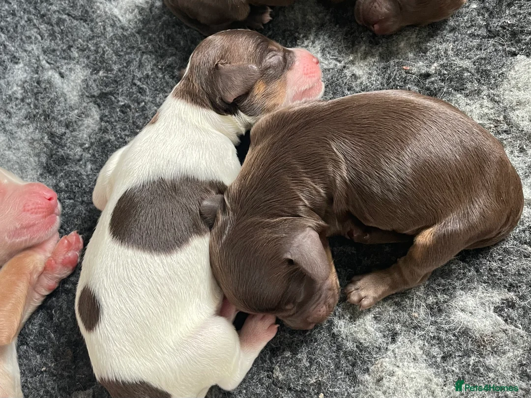 Cockapoo dogs for stud: TRICOLOUR F1 PROVEN ATAT CERTIFIED COCKAPOO STUD in Bromley - Advert 29