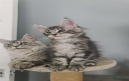Maine Coon cats for sale: GCCF Registered - Maine Coon Kittens - Image 12