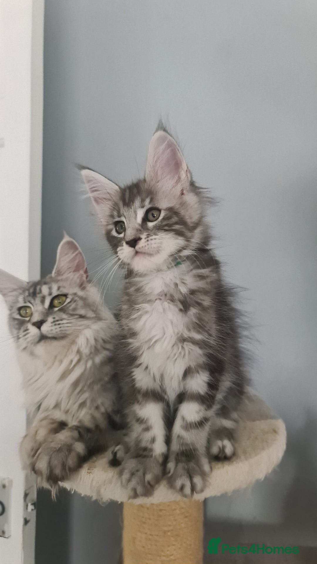 Maine Coon cats for sale: GCCF Registered - Maine Coon Kittens - Image 12