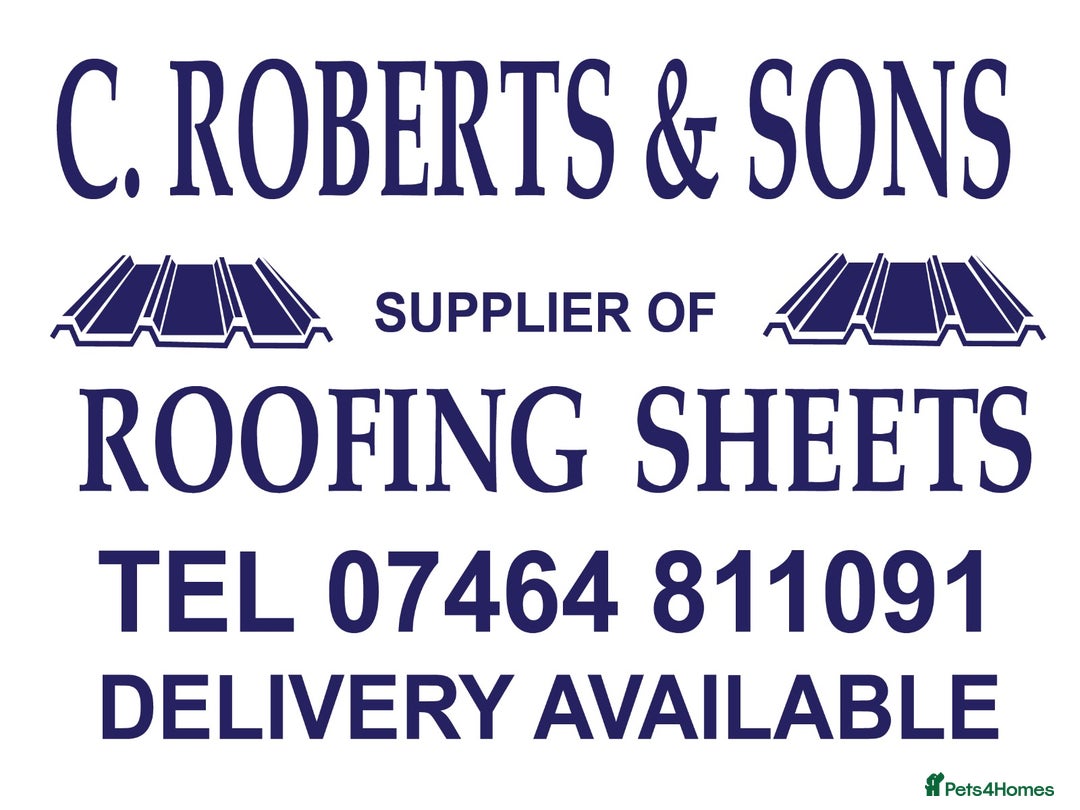 Budgerigars birds for sale: Lutino budgerigars  - Advert 6