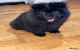 Mixed Breed dogs for sale: Chowsky boy  - Image 3
