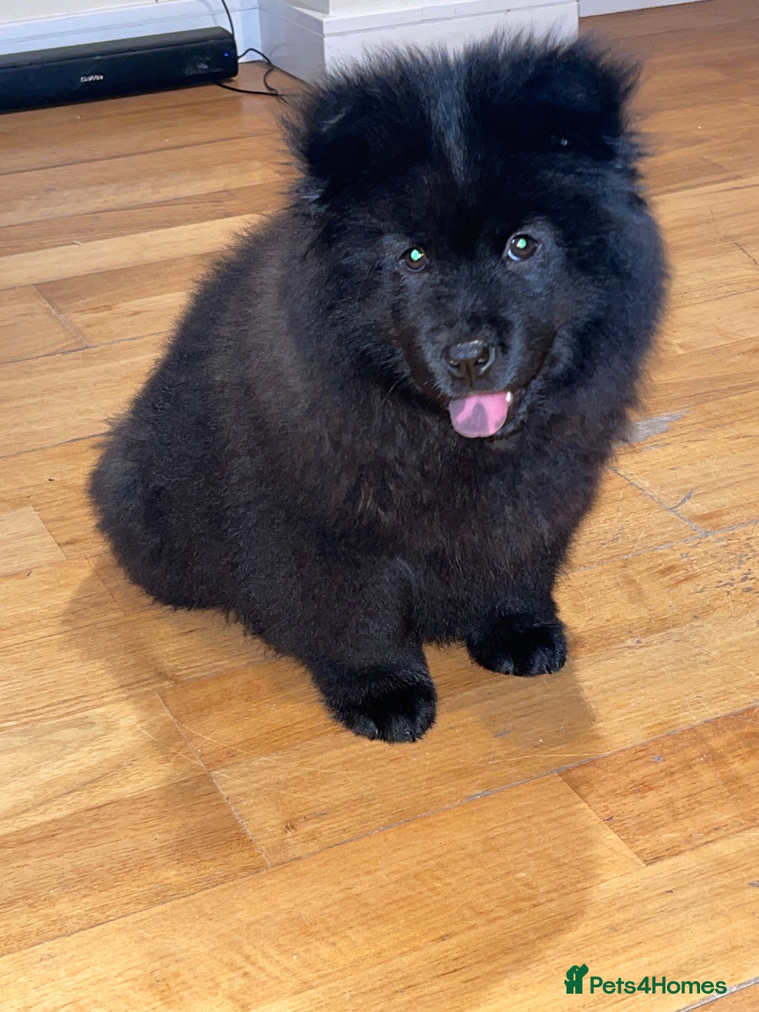 Mixed Breed dogs for sale: Chowsky boy  - Image 3