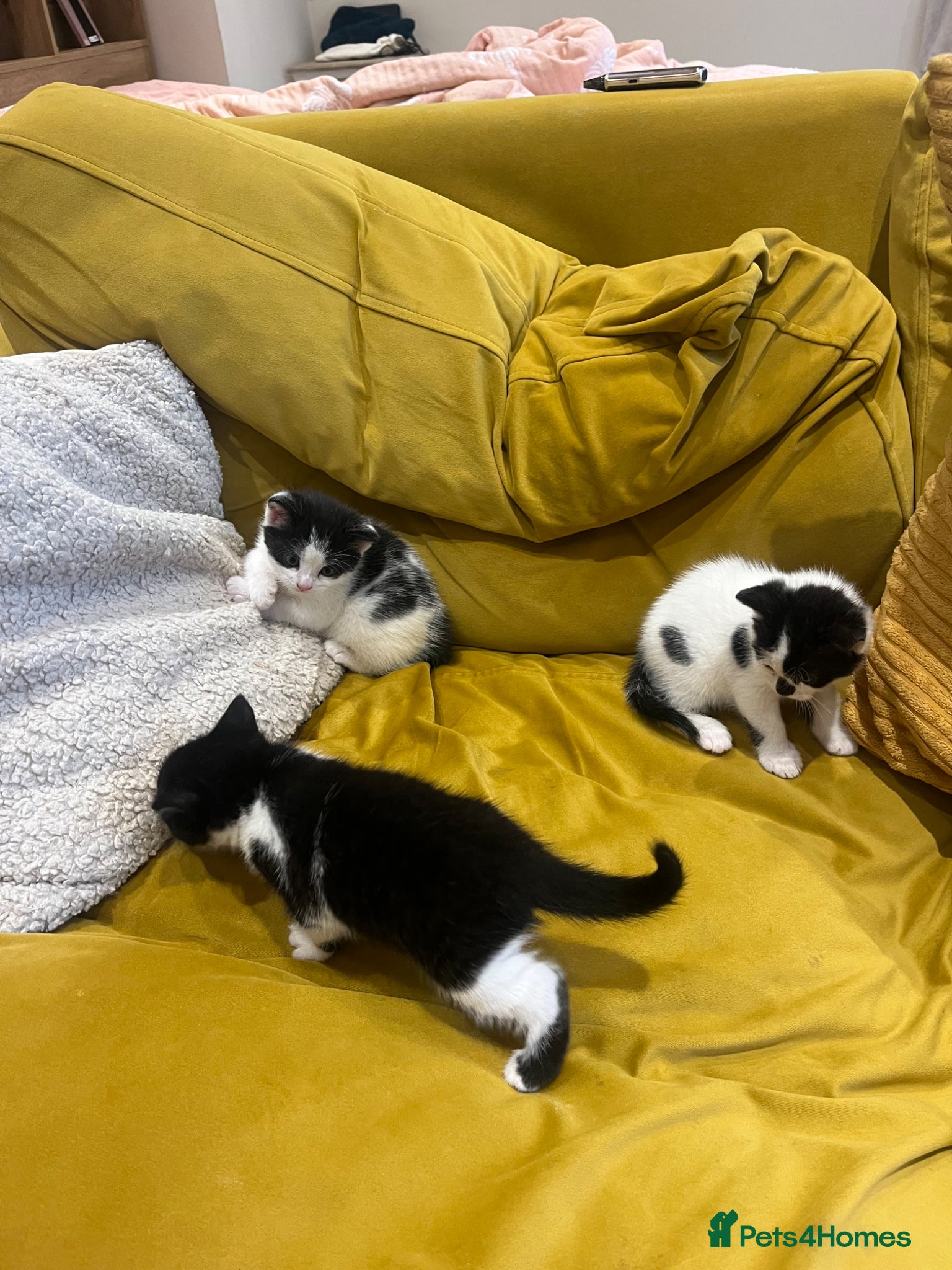 Mixed Breed cats 3 beautiful kittens ready in 3 weeks  - Advert 20