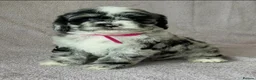 Sheepadoodle dogs for stud: Sheepadoodle hybrid stud  - Advert 18
