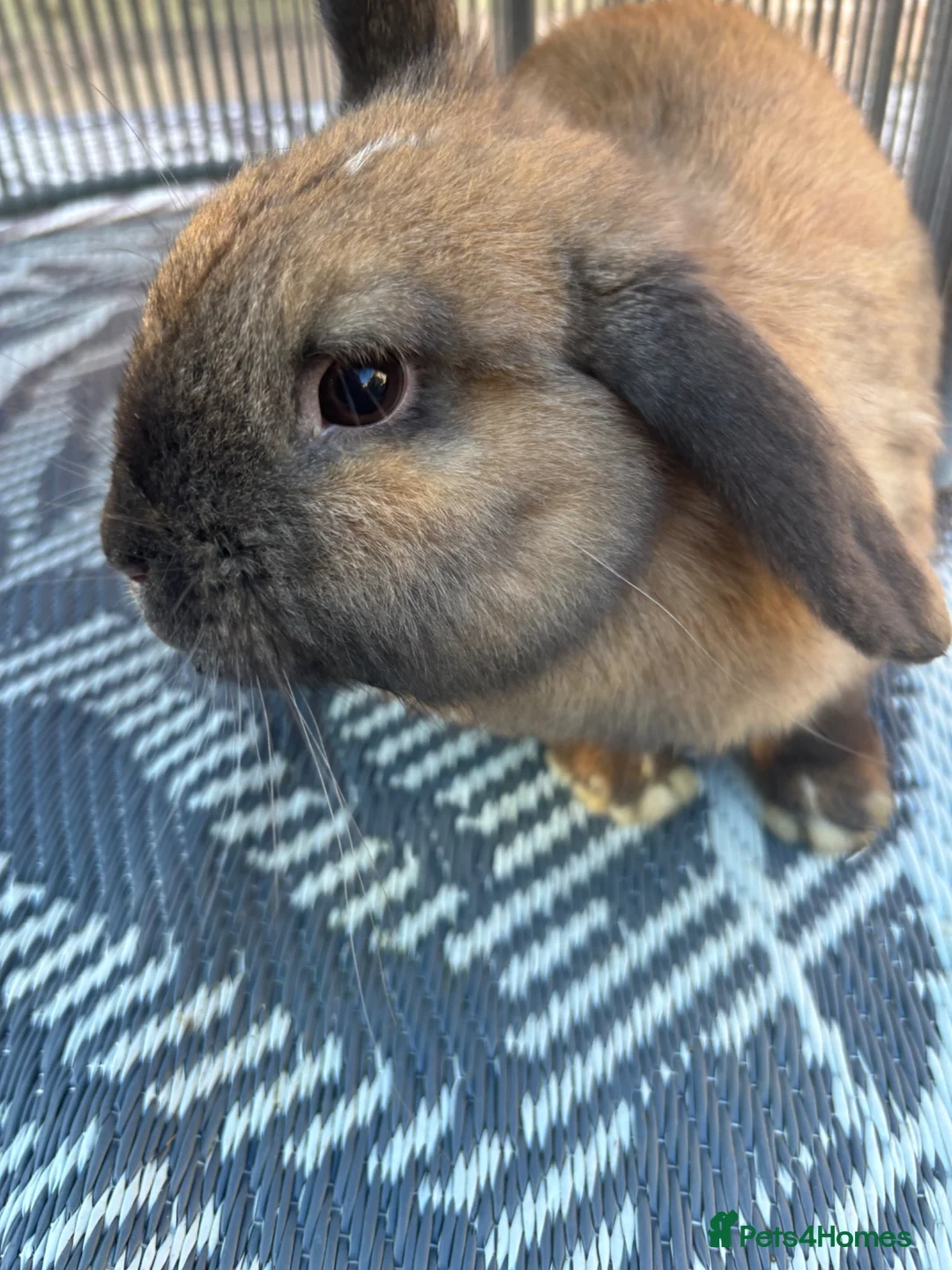 Mixed Breed rabbits for sale: 6 month old Rabbits for sale, Boy & Girl - Advert 4