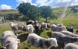 Sheep livestock for sale: Beautiful Herdwick Sheep - Lambs and Shearlings - Image 11