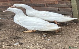 Ducks poultry for sale: Free range ducks for sale  - Image 3