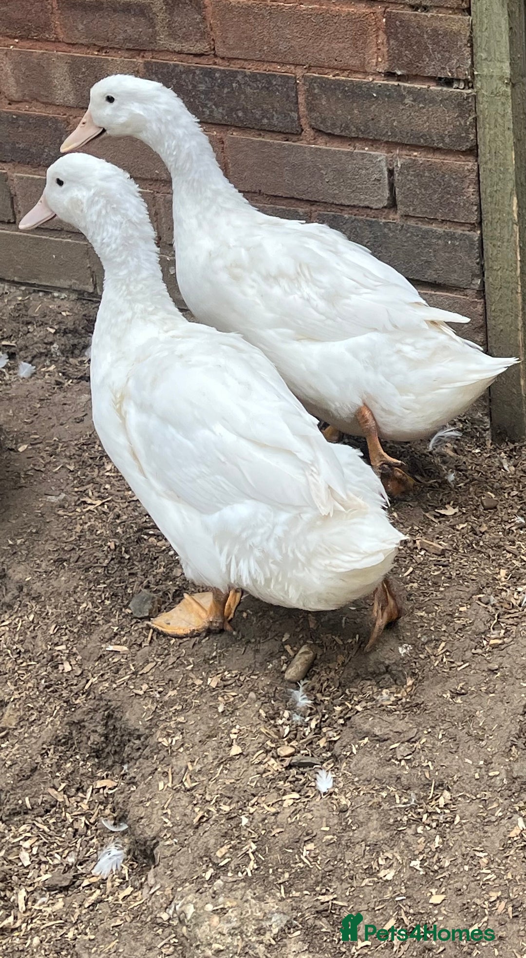 Ducks poultry for sale: Free range ducks for sale  - Image 3