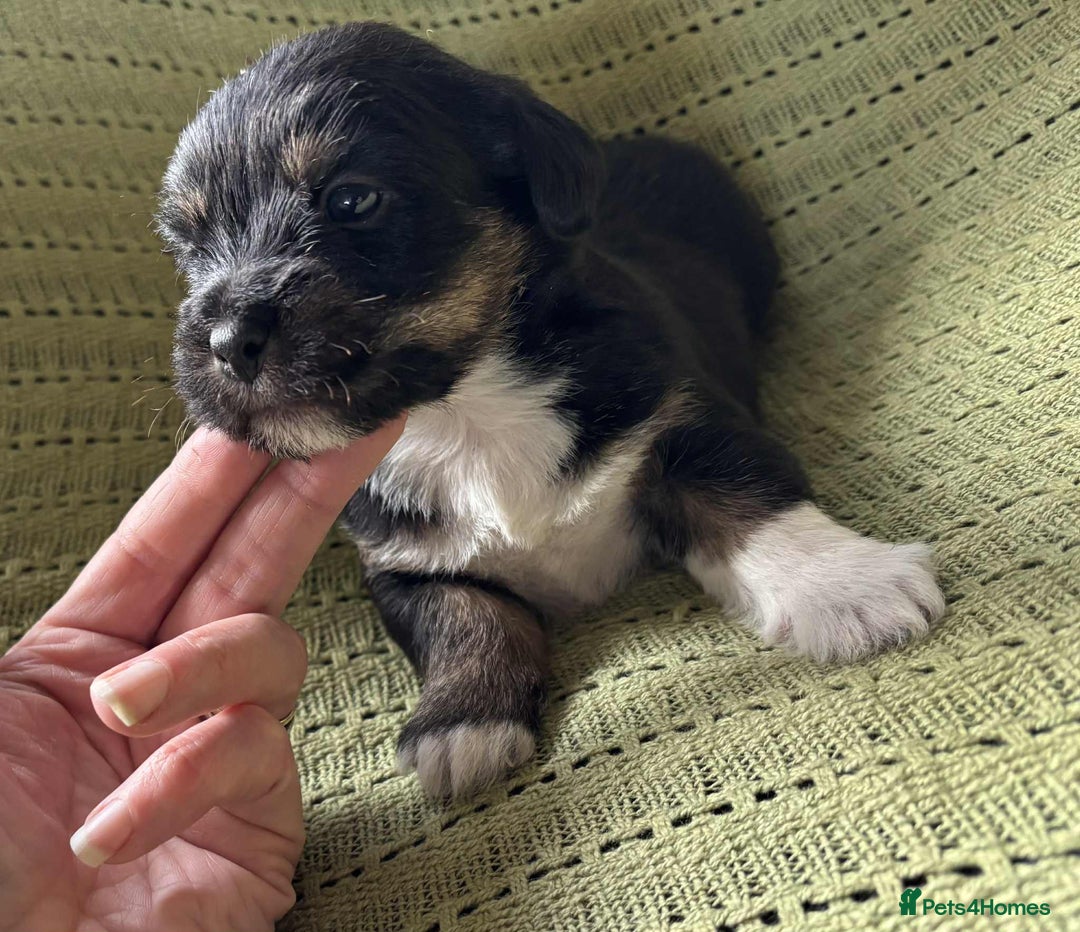 Mixed Breed dogs for sale: Lhasa-JackRussell - Advert 10