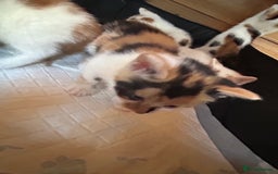 Mixed Breed cats for sale: Baby kittens for sale - Image 16