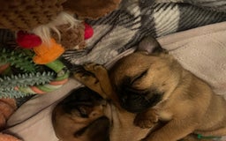 Mixed Breed dogs for sale: Puffin Puppies - Advert 5