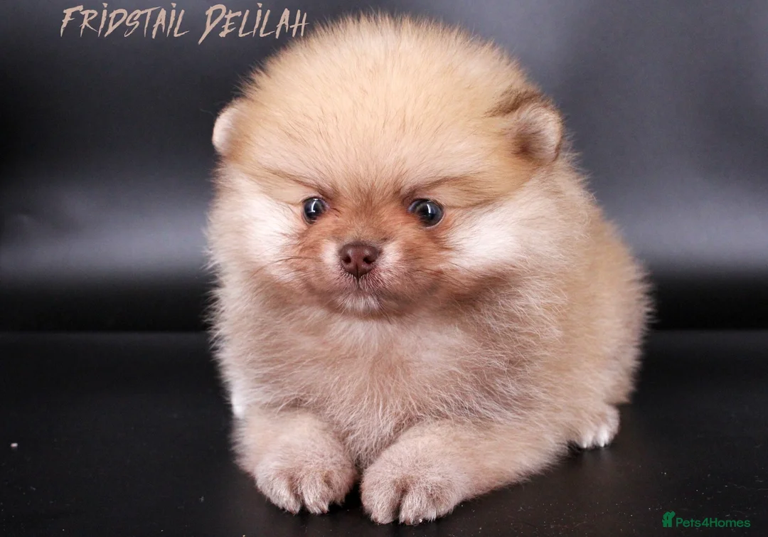 Pomeranian dogs for stud: Solid Lilac Tiny 1.8kg Stud Dog DNA health tested in Rotherham - Advert 6