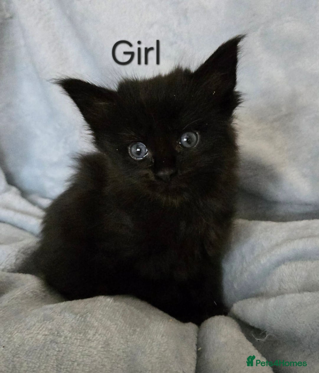 Maine Coon cats for sale: 4 Maine Coons girls. - Advert 3