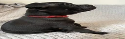 Staffordshire Bull Terrier dogs for sale: Black/blue staffy pups - Advert 27