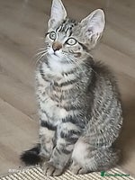 Bengal cats Cute bengal kittens - Advert 2