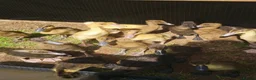 Ducks poultry for sale: Indian Runner Female Ducks, ducklings, turkeys - Advert 6