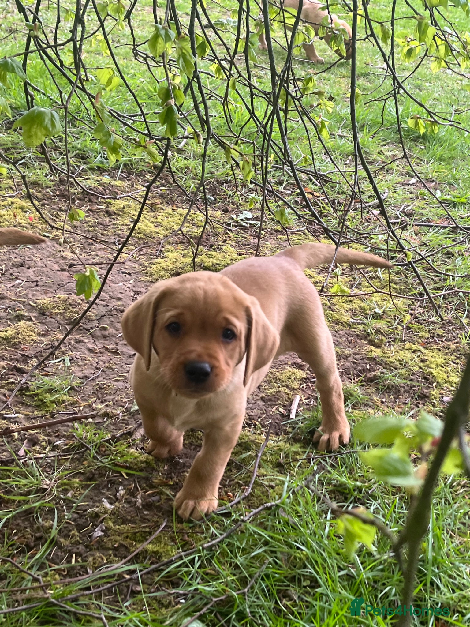Labrador Retriever dogs for sale: Labrador Puppies out of FTCH - Advert 9