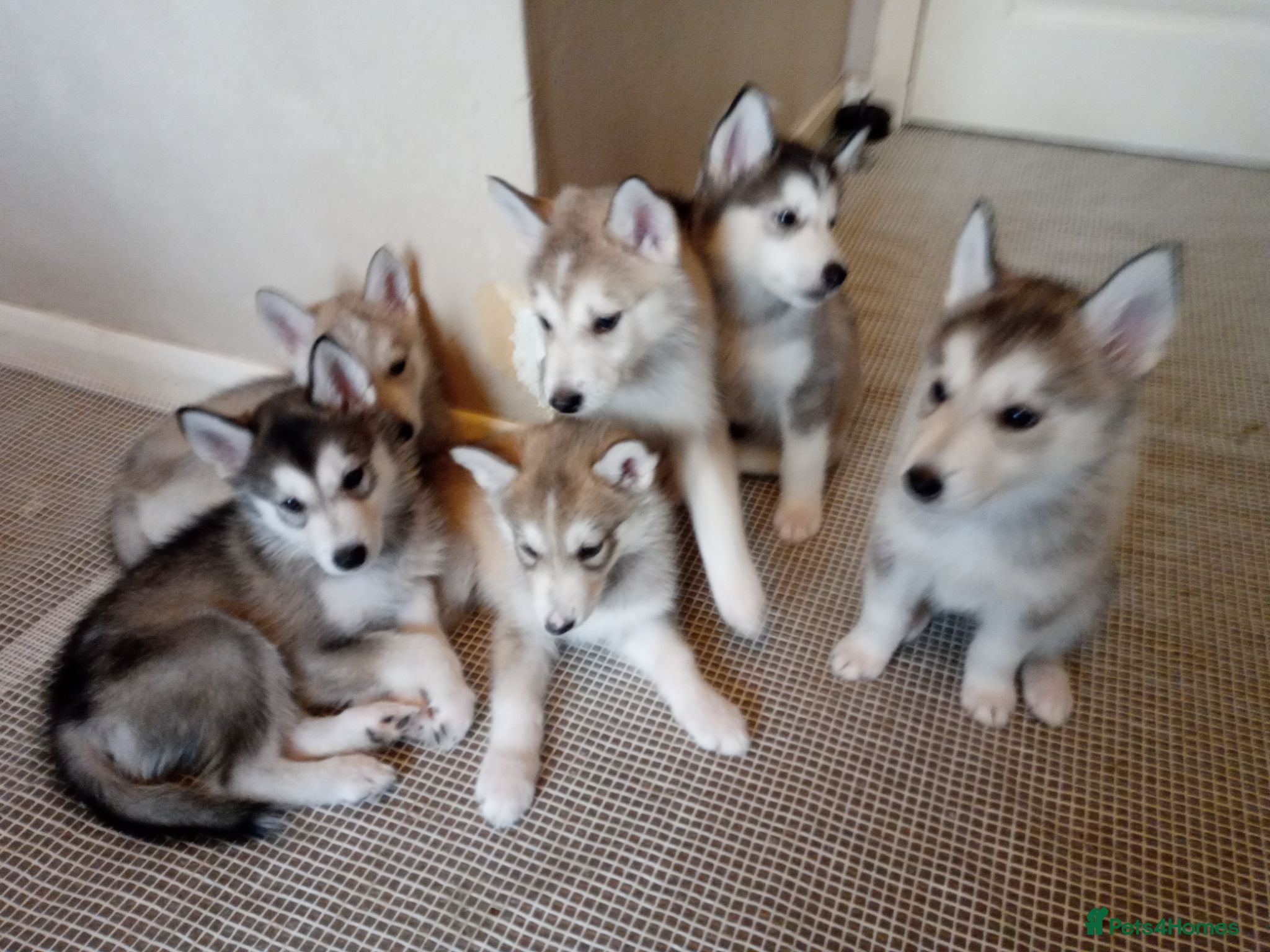 Siberian Husky dogs Siberian Huskie puppies for sale - Advert 2