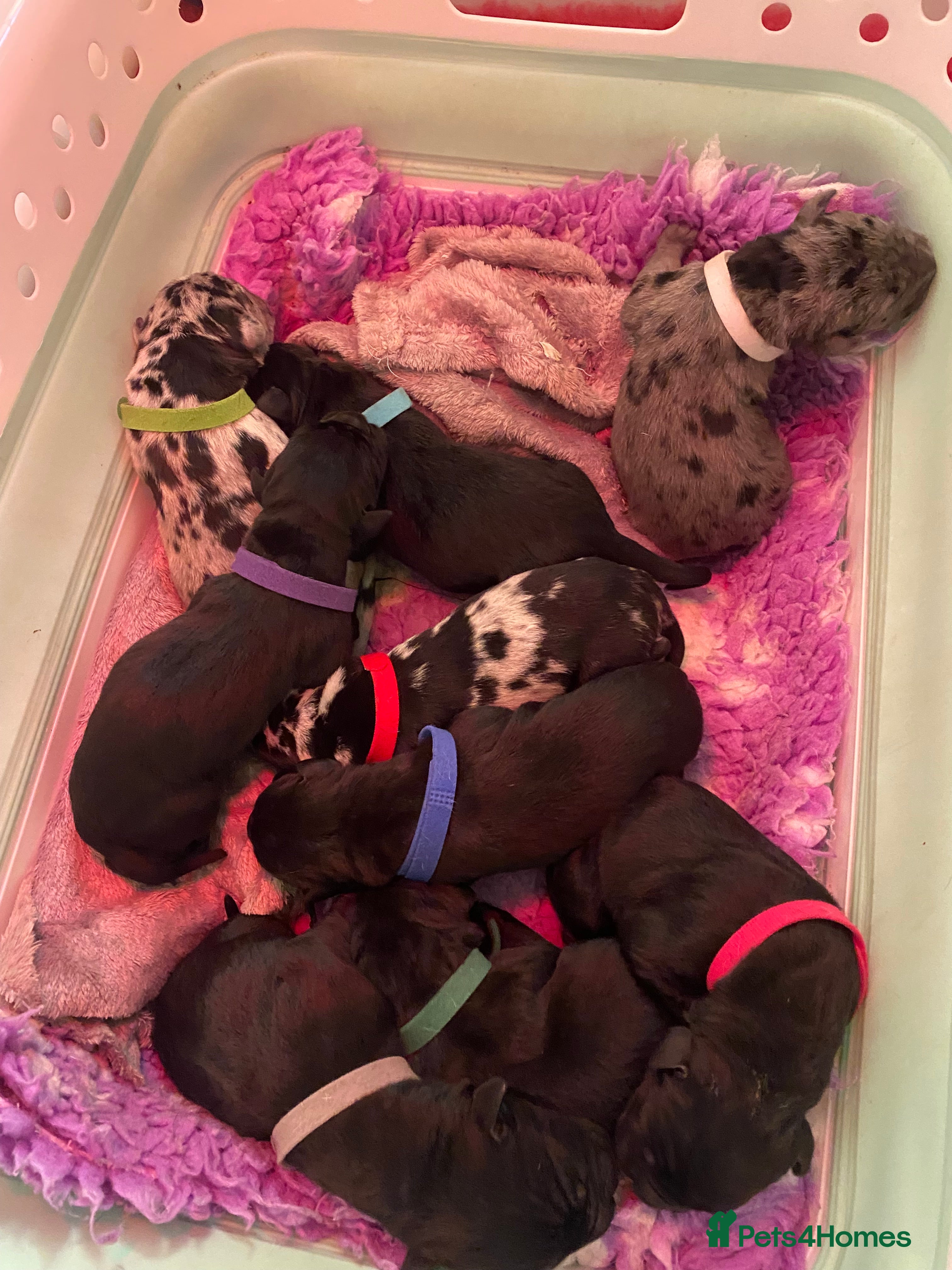 Mixed Breed dogs Beautiful Italian daniffs (Great Dane/cane corso)  - Advert 2