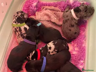 Mixed Breed dogs Beautiful Italian daniffs (Great Dane/cane corso) - Advert 2