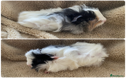 Guinea Pig rodents for sale: Male guinea pigs  - Image 4
