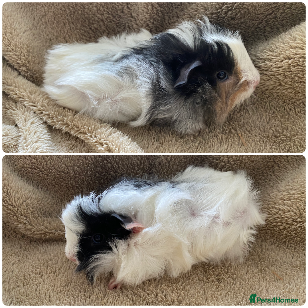 Guinea Pig rodents for sale: Male guinea pigs  - Image 4