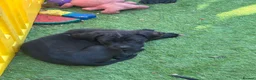Cane Corso dogs for sale: cane corso pups - Advert 6
