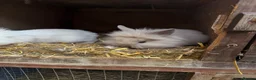 Lionhead rabbits for sale: 3x gorgeous fluffy lionhead bunnies ready to go  - Advert 6