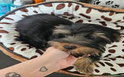 Yorkshire Terrier dogs for sale: 🩵 DNA Tested parents 🩵 Black and Tan Yorkie boy - Image 5