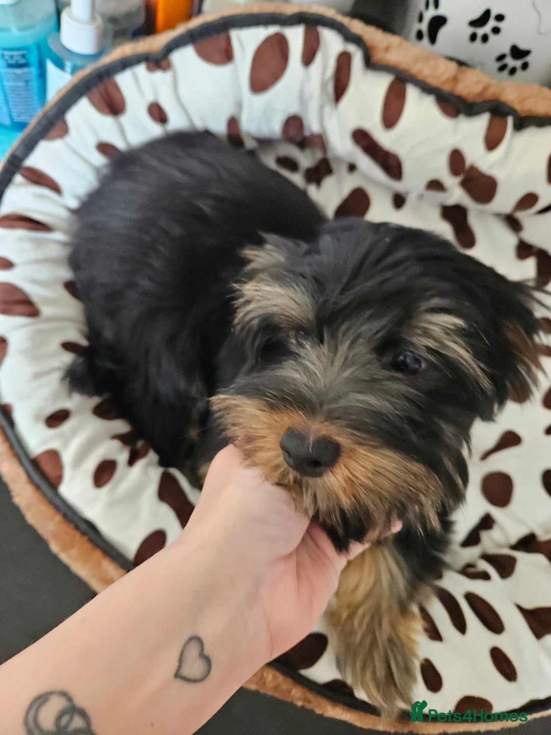 Yorkshire Terrier dogs for sale: 🩵 DNA Tested parents 🩵 Black and Tan Yorkie boy - Image 5