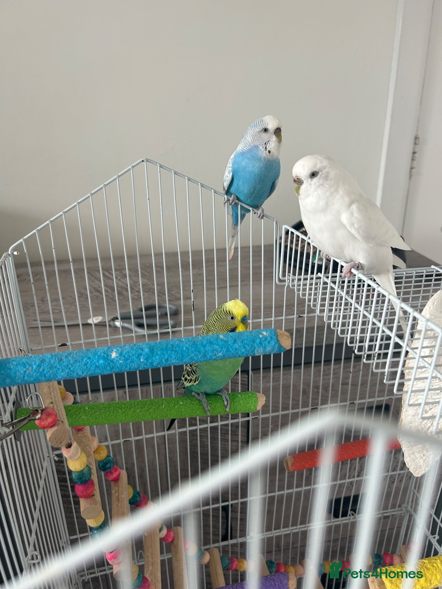 Budgerigars birds Budgies and enclosure for sale - Advert 1