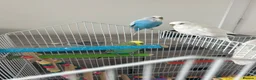 Budgerigars birds for sale: Budgies and enclosure for sale in Heywood - Advert 1