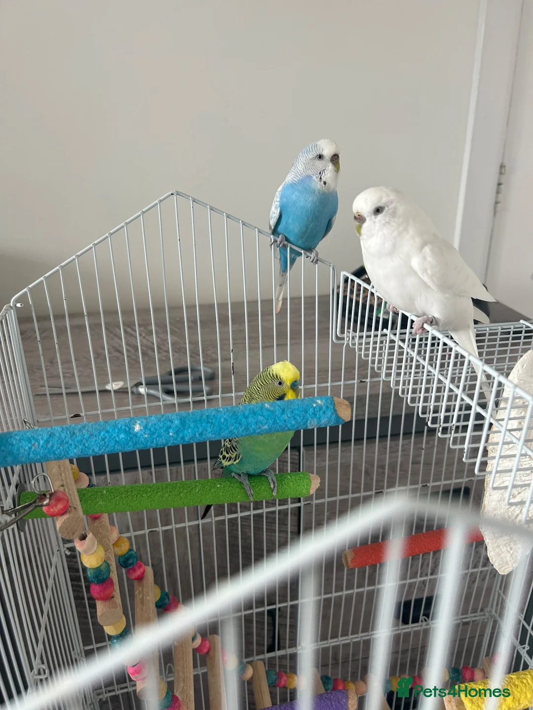 Budgerigars birds for sale: Budgies and enclosure for sale in Heywood - Advert 1