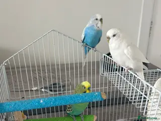 Budgerigars birds Budgies and enclosure for sale - Advert 1