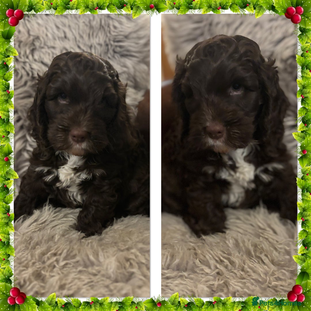 Cockapoo dogs for sale: F1 Chocolate Cockapoo pups - Advert 1