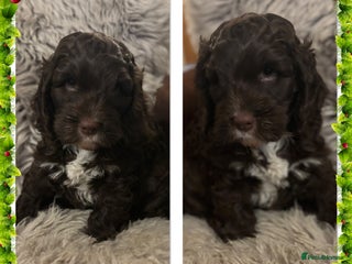 Cockapoo dogs F1 Chocolate Cockapoo pups - Advert 8