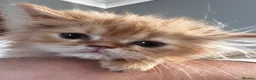 Persian cats for sale: 🌸1 CREAM 1 RED PERSIANS LEFT 🌸 - Advert 3
